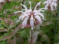 Monarda bradburiana Ozark