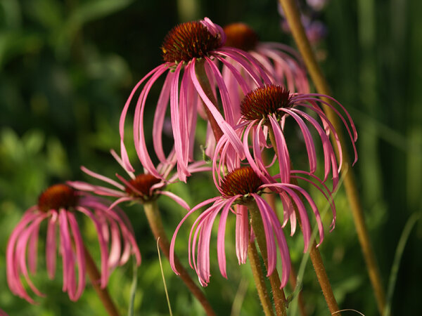 Echinacea simulata