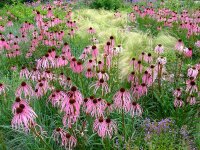 Echinacea simulata