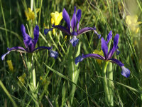 Iris sintenisii Ohrid Strain