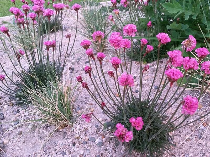 Armeria maritima Vesuv