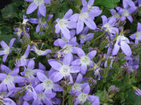 Campanula poscharskyana Blue Gown