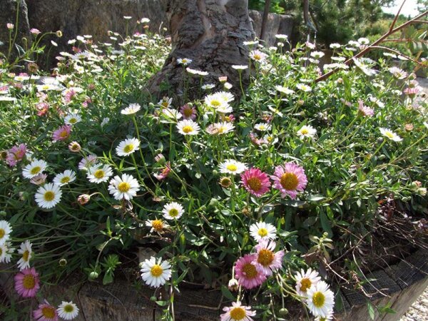 Erigeron karvinskyanus Blütenmeer