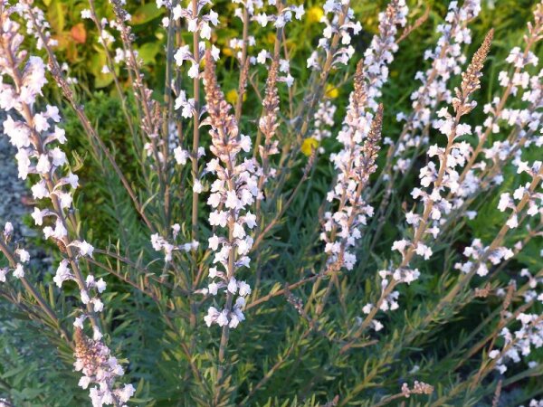 Linaria purpurea Springside White