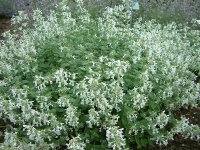 Nepeta x faassenii-Gruppe Snow Flakes