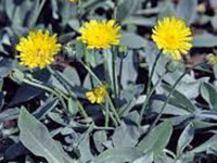 Hieracium pilosella var. niveum