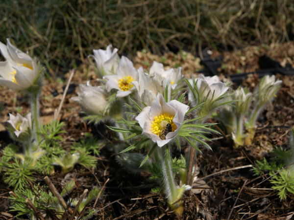 Pulsatilla vulgaris var. alba