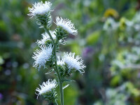 Liatris scariosa var. alba