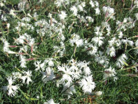 Dianthus arenarius f. nanus Little Maiden