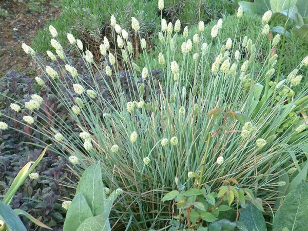 Sesleria nitida
