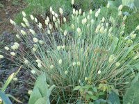 Sesleria nitida