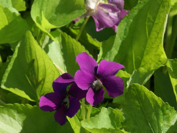 Viola sororia Rubra