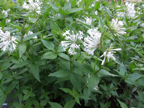 Asperula taurina