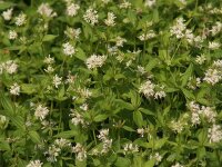 Asperula taurina