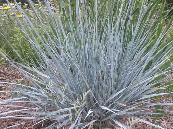 Elymus magellanicus