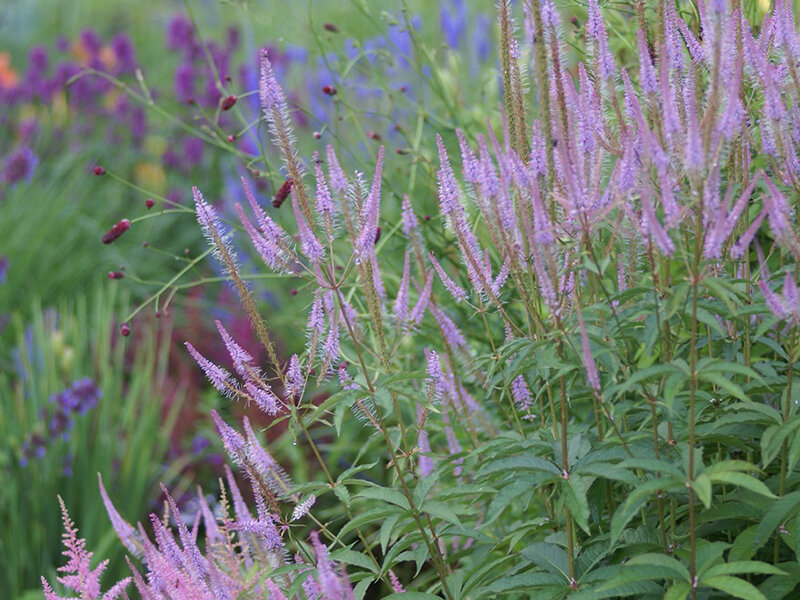 Veronicastrum virginicum Adoration***