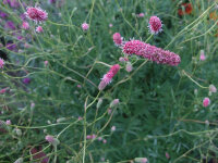 Sanguisorba Hybride Pink Elephant