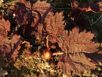 Rheum palmatum Tanguticum