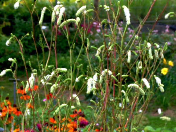 Sanguisorba tenuifolia Stand Up Comedian**