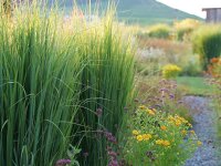 Panicum virgatum Northwind***