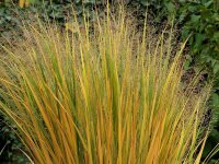 Panicum virgatum Northwind***