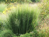 Panicum virgatum Northwind***