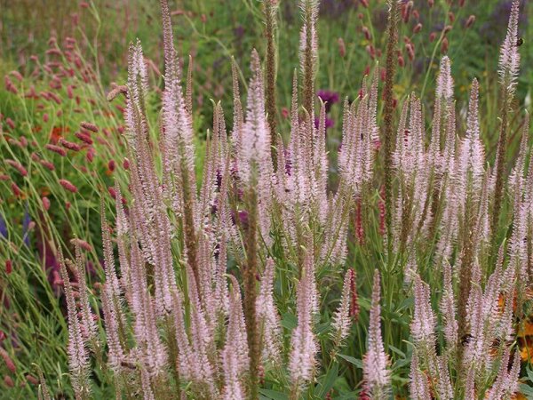 Veronicastrum virginicum Pink Glow***