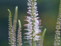 Veronicastrum virginicum Pink Glow***