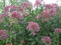 Eupatorium (Eutrochium) maculatum Glutball P1