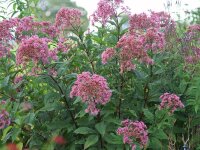 Eupatorium (Eutrochium) maculatum Glutball P1