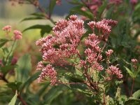 Eupatorium (Eutrochium) maculatum Glutball P1