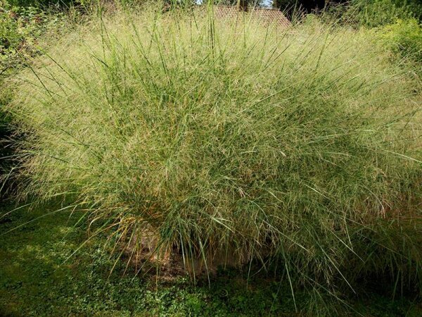 Panicum virgatum Cloud Nine**