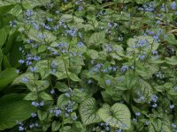 Brunnera macrophylla Jack Frost