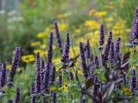 Agastache Hybr. Black Adder