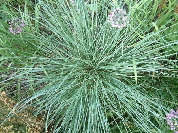 Schizachyrium scoparium Prairie Blues