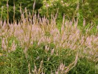 Veronicastrum virginicum Lavendelturm***
