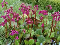 Bergenia Hybr. Eroica