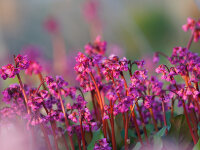 Bergenia Hybr. Eroica