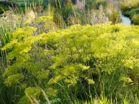 Peucedanum officinale