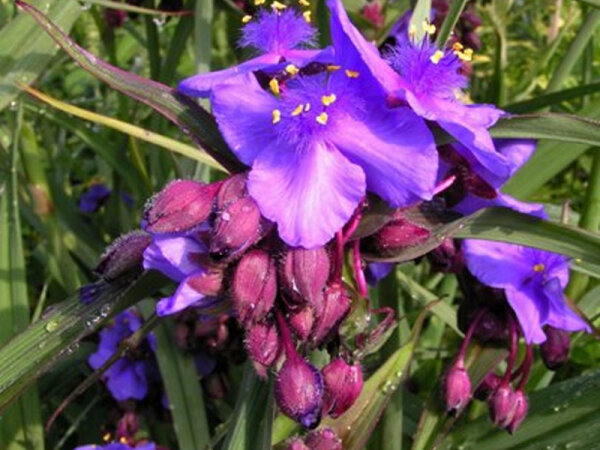 Tradescantia Hybr. Selma