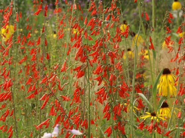 Penstemon barbatus Coccineus