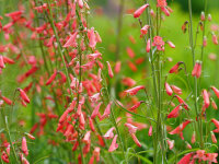Penstemon barbatus Coccineus