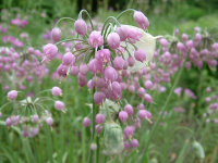 Allium cernuum var. majus Hidcote