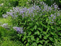 Scutellaria incana