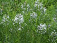 Amsonia hubrichtii