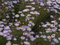 Ionactis (Aster) linearifolia