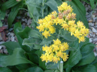 Solidago rigida var. humilis Schm.2006-0070