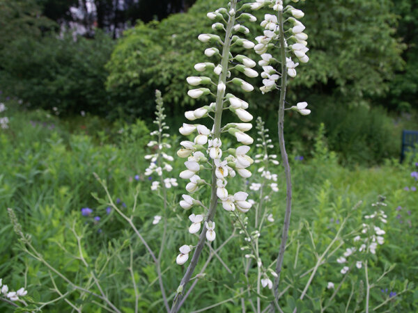 Baptisia alba var. macrophylla