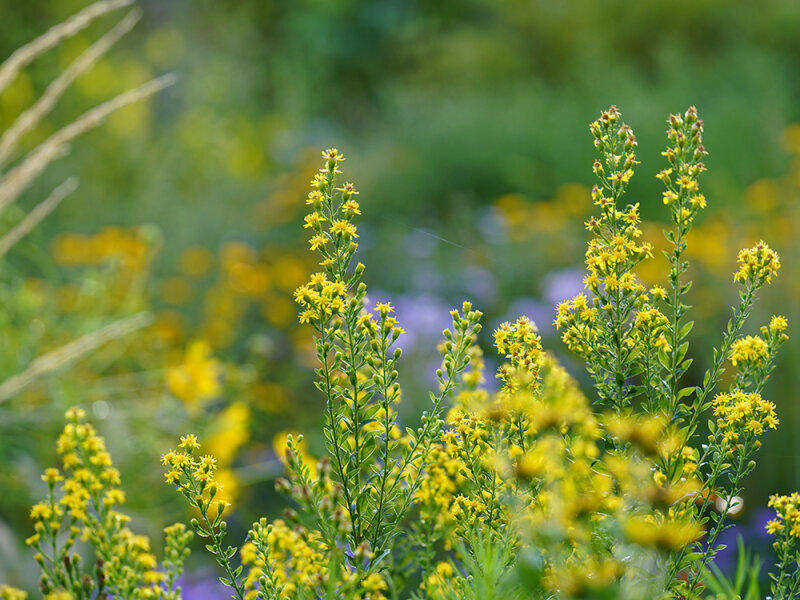 Solidago petiolaris var. angusta