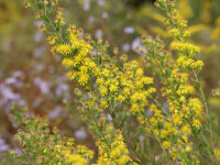 Solidago petiolaris var. angusta